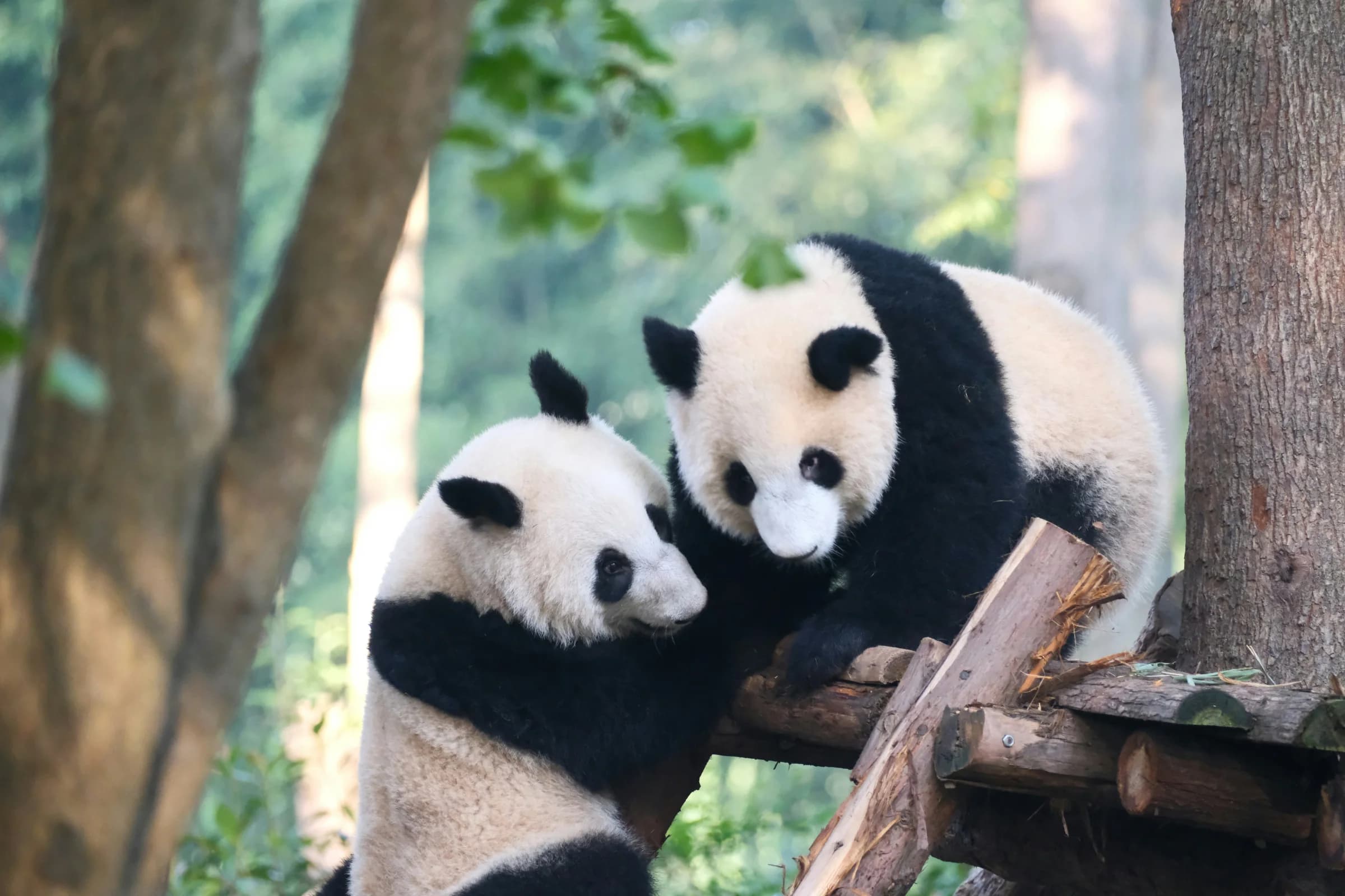 Pandas in Chengdu Research Base of Giant Panda Breeding, Kuanzhai Alley and Renmin Park.