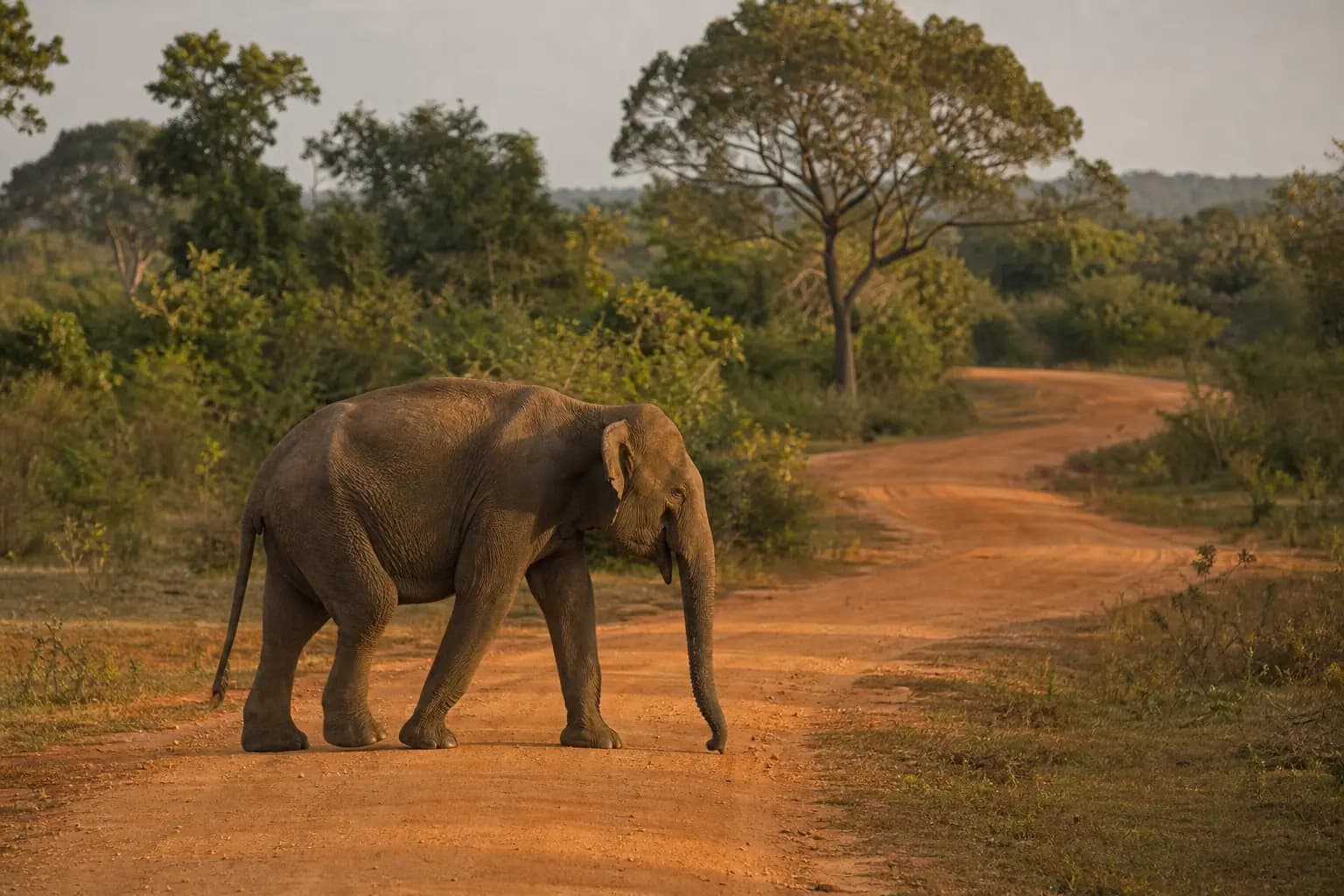 Elephant in Yala National Park